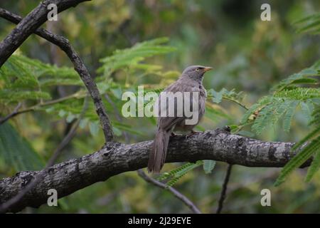 Bellissimo uccello seduto su albero ramo giungla babbler ( argya striata ) Foto Stock