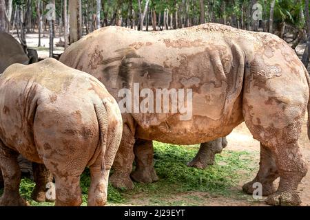 Gruppo di Rhino che vive nello zoo Phu Quoc Safari in Vietnam Foto Stock