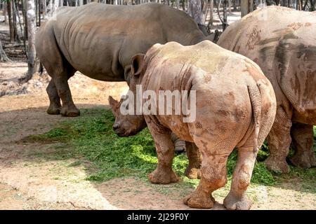 Gruppo di Rhino che vive nello zoo Phu Quoc Safari in Vietnam Foto Stock