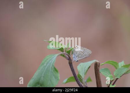 Farfalla su foglia verde, Lampides boeticus, il pisello blu, o a coda lunga blu, è una piccola farfalla. Foto Stock