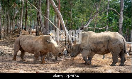 Gruppo di Rhino che vive nello zoo Phu Quoc Safari in Vietnam Foto Stock