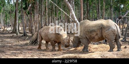 Gruppo di Rhino che vive nello zoo Phu Quoc Safari in Vietnam Foto Stock