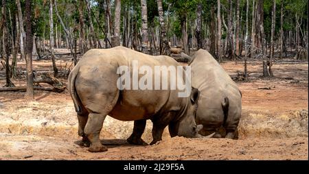 Gruppo di Rhino che vive nello zoo Phu Quoc Safari in Vietnam Foto Stock