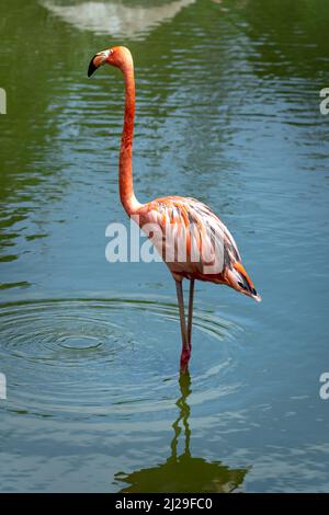 I fenicotteri nel parco safari dell'isola di Phu Quoc, Vietnam Foto Stock