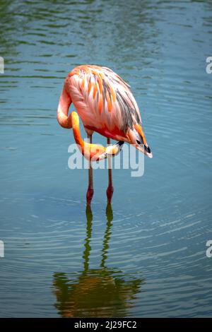 I fenicotteri nel parco safari dell'isola di Phu Quoc, Vietnam Foto Stock