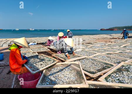 Isola di Phu Quoc, Provincia di Kien Giang, Vietnam - 27 febbraio 2022: Pescatori pesce secco al sole dopo la cattura sull'isola di Phu Quoc, Kien Giang Provin Foto Stock