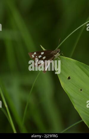Farfalla stupefacente su foglia verde. Demone di erba ( udaspes folus ) Foto Stock