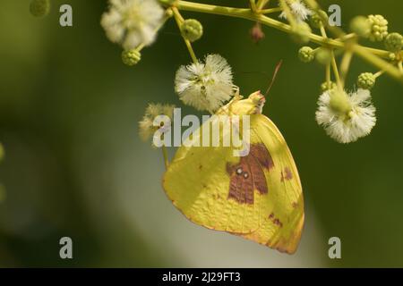 Farfalla gialla sul fiore ( catopsilia pomona) Foto Stock