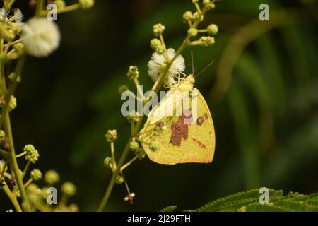 foto stupefacente del maschio emigrante comune (catopsilia pomona) farfalla seduta sul fiore. Foto Stock