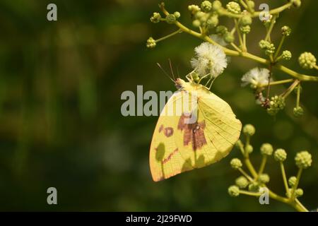 Comune emigrante maschio (catopsilia pomona) farfalla seduta sul fiore di giorno. Foto Stock