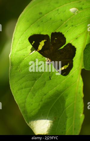 Farfalla seduta nella parte inferiore della foglia verde. Comune macchiato piatto ( celaenorrinus leucocera) Foto Stock