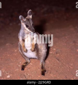 GIOVANE WALLABY DALLE ZAMPE NERE (PETROGALE LATERALIS) IN UN SANTOUARIO PER LA FAUNA SELVATICA, TERRITORIO DEL NORD. AUSTRALIA. Foto Stock