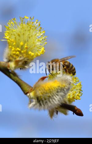 Ape di miele (Apis mellifera) sui bacini da fiore, fiori maschi di un salice di capra (Salix caprea), Wilden, Renania settentrionale-Vestfalia, Germania Foto Stock