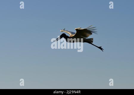 Volo jabiru (Jabiru mycteria) nella retroilluminazione. Pantanal, Mato Grosso, Brasile Foto Stock