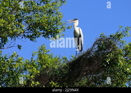 Ardea cocoi (Ardea cocoi) seduto su un albero, Pantanal, Mato Grosso, Brasile Foto Stock