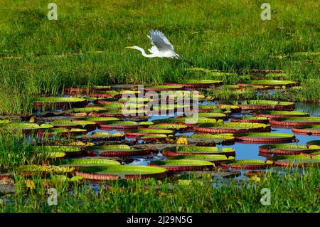 Grande egret (Ardea alba) che vola su giglio d'acqua amazzonica (Victoria amazonica), Pantanal, Mato Grosso, Brasile Foto Stock