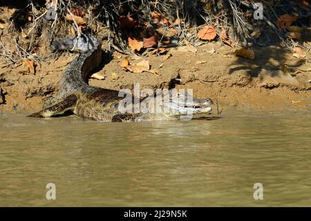 Riposo yacare caiman (Caiman yacare) giace sulla riva, Pantanal, Mato Grosso, Brasile Foto Stock