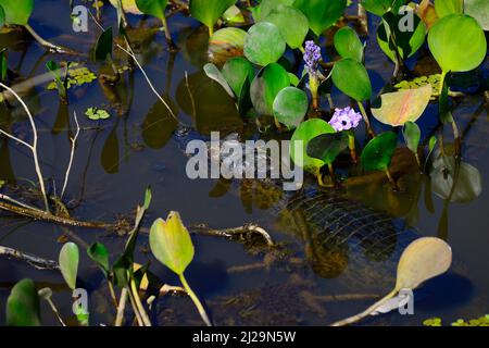 Yacare caiman (Caiman yacare) in acqua tra giacinto d'acqua comune (Pontederia crassipes), Pantanal, Mato Grosso, Brasile Foto Stock