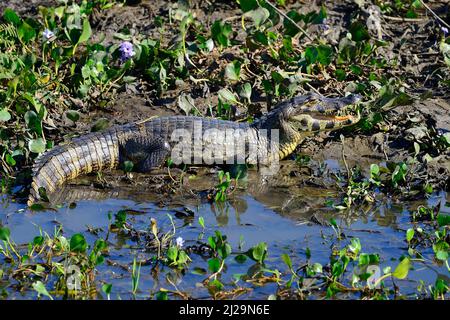 Riposando yacare caiman (Caiman yacare) sulla riva a bocca aperta, Pantanal, Mato Grosso, Brasile Foto Stock