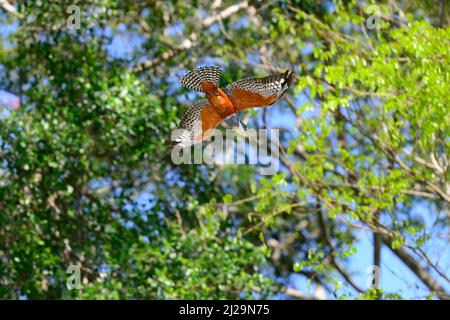 Martin pescatore ad anello (Megaceryle torquata) in volo, Pantanal, Mato Grosso, Brasile Foto Stock