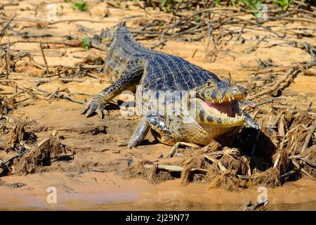 Il caimano di yacare riposante (Caiman yacare) con la bocca aperta che giace sulla riva, Pantanal, Mato Grosso, Brasile Foto Stock