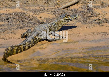 Riposo yacare caiman (Caiman yacare) sulla riva, Pantanal, Mato Grosso, Brasile Foto Stock