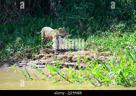 Jaguar (Panthera onca) che trasportava catturato il caimano di yacare (Caiman yacare) nella sua bocca, Pantanal, Mato Grosso, Brasile Foto Stock