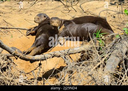 Tre lontre giganti (Pteronura brasiliensis) che riposano sulla riva, Pantanal, Mato Grosso, Brasile Foto Stock