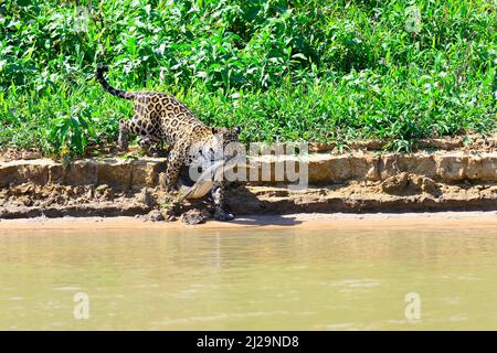 Jaguar (Panthera onca) che trasportava catturato il caimano di yacare (Caiman yacare) nella sua bocca, Pantanal, Mato Grosso, Brasile Foto Stock