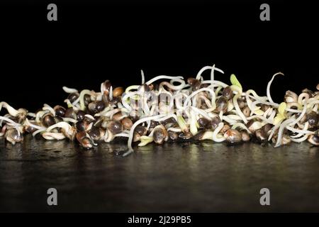 Germogli freschi di canapa (Cannabis sativa), fotografia da studio con sfondo nero Foto Stock