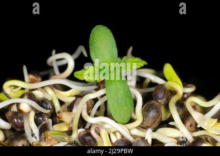 Germogli freschi di canapa (Cannabis sativa), fotografia da studio con sfondo nero Foto Stock