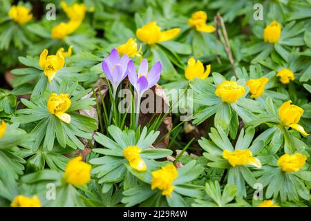 Crocus (Crocus) tra l'aconite invernale (Eranthis hyemalis) in fiore, Alte Halde riserva naturale, zona dolomite, Ostrau, Mittelsachsen contea Foto Stock