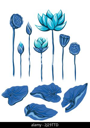 Set vettoriale di lotti e steli blu. Collezione botanica con fogliame e fiori isolati dallo sfondo. Clip art piatta disegnata a mano di gigli d'acqua Illustrazione Vettoriale