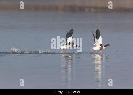 Comune shelanatra Tadorna tadorna, 2 maschi adulti, 1 inseguimento rivale attraverso l'acqua, Suffolk, Inghilterra, marzo Foto Stock