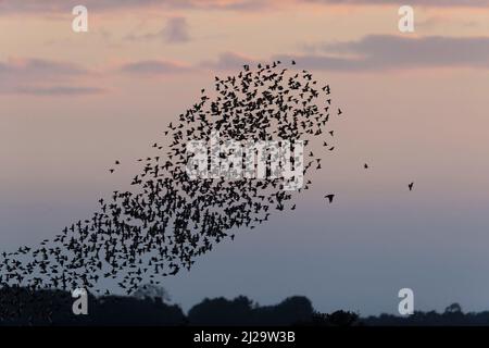 Peregrine Falcon (Falco peregrinus) adulto che insegue Common Starling (Sturnus vulgaris) separato dal gregge al tramonto, Suffolk, Inghilterra, luglio Foto Stock