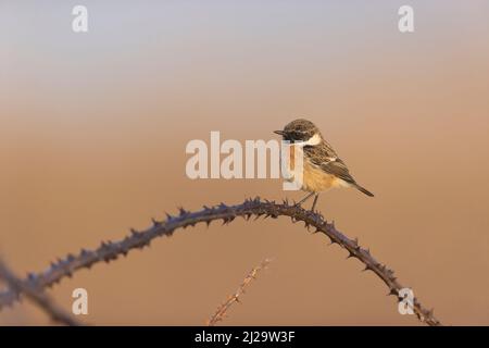 European stonechat Saxicola rubicola, maschio adulto che entra piumaggio arroccato su stelo bramble, Suffolk, Inghilterra, marzo Foto Stock