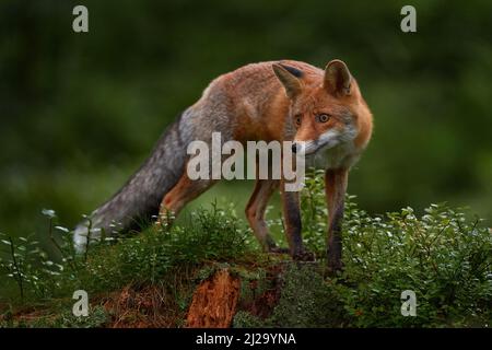 Fauna selvatica natura. Volpe nella foresta verde. Cute Red Fox, Vulpes vulpes, a foresta su pietra mosy. Fauna selvatica scena dalla natura. Animale in habitat naturale. ANI Foto Stock