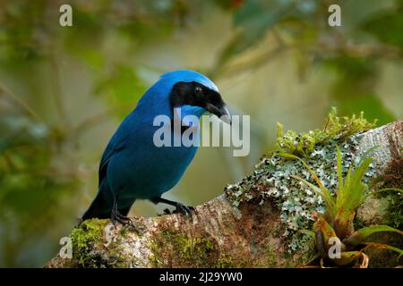 Uccello tropico blu. Jay turchese, Cyanolyca turcosa, ritratto di dettaglio di bellissimo uccello blu dalla foresta tropicale, Guango, Ecuador. Primo piano disegno di legge ritratto Foto Stock