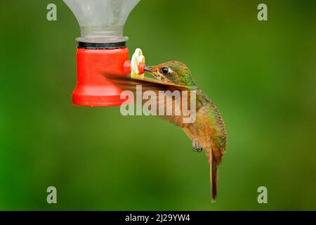 Hummingbird con alimentatore nella foresta, Amagusa, Ecuador. Eremita whiskered bianco, Phaethornis yaruqui, hummingbird nella foresta naturale, succhiare dolce Foto Stock