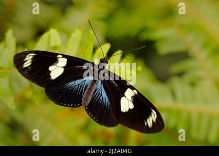Heliconius doris, Doris longwing, farfalla del Costa Rica in America Centrale. Heliconius, insetto bello seduto sul verde lasciare nella natura Foto Stock