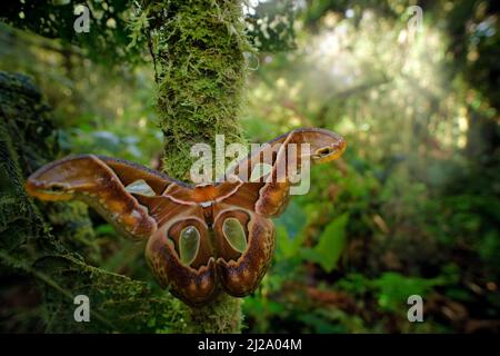 Buttewfly nella foresta. Rothschildia aricia, farfalla di falena notturna dalla foresta tropicale di montagna, Ecuador. Bella farfalla, simile atlante Attaco da A. Foto Stock