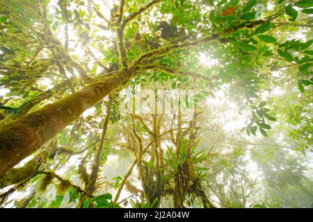 Alberi della giungla, cima dell'albero. Vegetazione verde in Ecuador. Forerst paesaggio con luce. Foto Stock