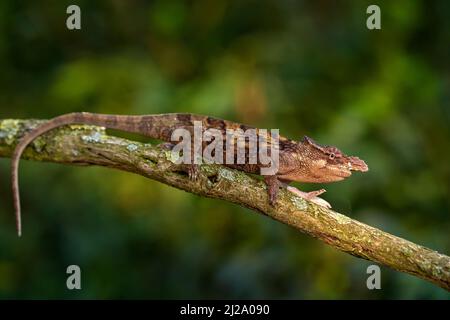 Il camaleonte di Taita e il camaleonte a due corna di Böhme, Kinyongia boehmeit. Esotico bel rettile verde endemico con coda lunga da Keyna. L Foto Stock