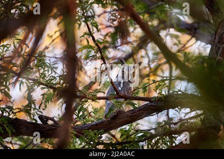 Gufo a faccia bianca meridionale, Ptilopsis granti, uccello nell'habitat naturale del Botswana. Gufo nella foresta notturna. Animale seduto sul ramo dell'albero durante il ni scuro Foto Stock