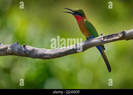 Fauna selvatica ugandese. Apicollo a gola rossa, Merops bulocki, uccello rosso verde seduto sul ramo nell'habitat naturale. Apicoltura nella foresta, Victoria Nil Foto Stock