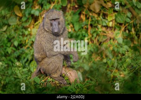 Baboon di olive, Papio anubis, nella vegetazione verde, Kibale Forest in Uganda, Africa. Scimmia di baboon Anubis nell'habitat naturale. Viaggi in Uganda. Foto Stock