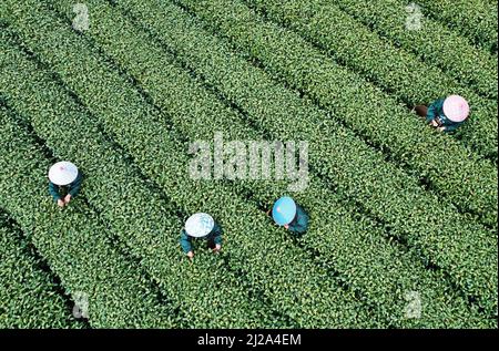 Pechino, Cina. 30th Mar 2022. Foto aerea scattata il 30 marzo 2022 mostra agli agricoltori che raccolgono le foglie di tè in un giardino del tè a Hangzhou, nella provincia di Zhejiang della Cina orientale. Tradizionalmente, il tè cinese di valore fatto dai primi germogli di tè in primavera che dovrebbe essere raccolto prima del Qingming Festival, che cade il 5 aprile di quest'anno. Credit: Long Wei/Xinhua/Alamy Live News Foto Stock