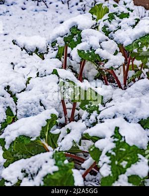 Neve primaverile 31st marzo 2022 che colpisce le prime varietà di rabarbaro .......in questo caso Champagne e Timperley presto Foto Stock