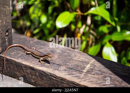 Seychelles skink lizard (Mabuya seychellensis, Trachylepis seychellensis) su una piattaforma di legno, vista ravvicinata, Mahe, Seychelles. Foto Stock