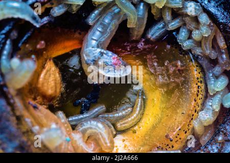 Uova e larve del mosca (pinkie) nell'occhio del pesce. Larva usa pus o decomponendo i tessuti come alimento; allo stesso tempo, le cellule sane sono distrutte. Malattie parassitarie Foto Stock